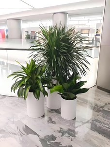 探寻宁波余姚花木租摆方案，装点别样环境